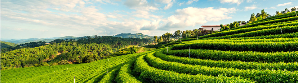 Flights to Bagdogra