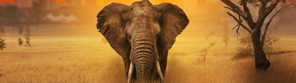 Flights to Nairobi